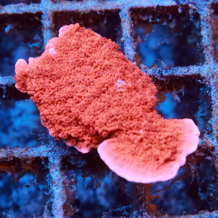 Red Monti Cap