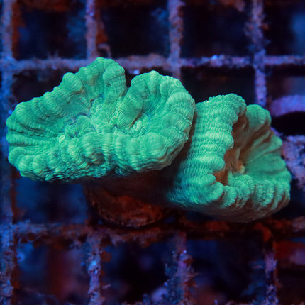 Teal Candy Cane