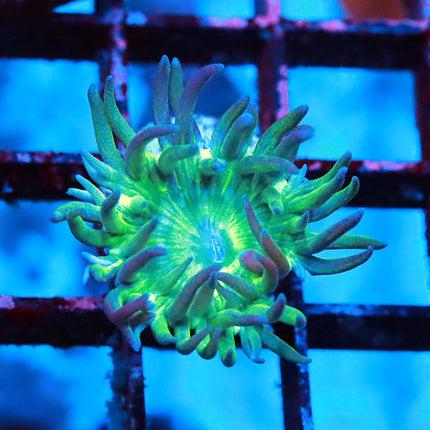 Duncan Coral