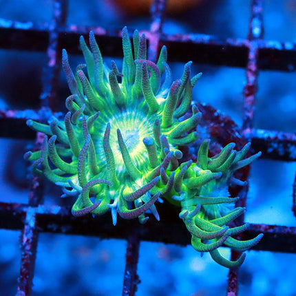Duncan Coral