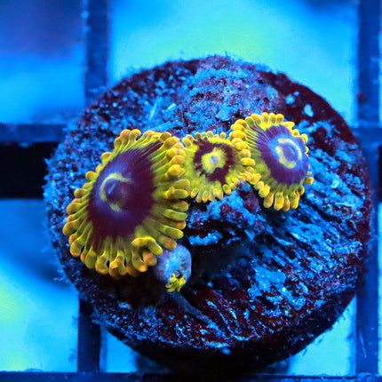 Rainbow Yoda Zoa