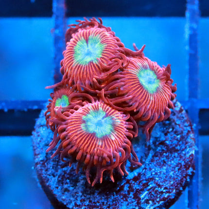Chrysanthemum Zoa