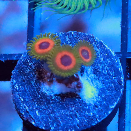 Reverse Rasta Zoa
