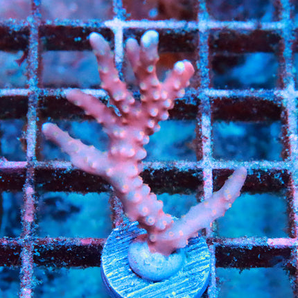Snowcone Anacropora