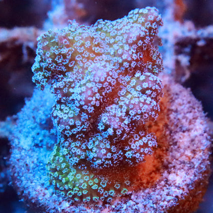 Rainbow Stylo