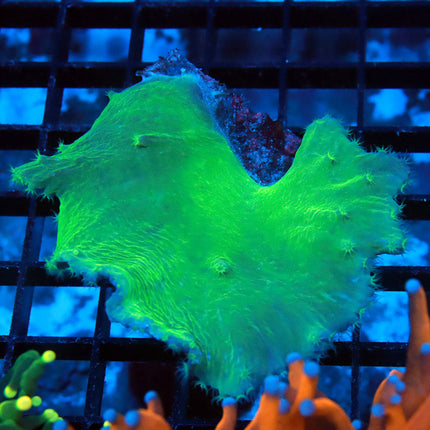 Neon Cabbage Coral