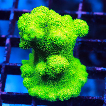 Neon Psammacora