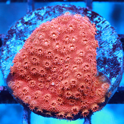 Strawberry Cyphastrea