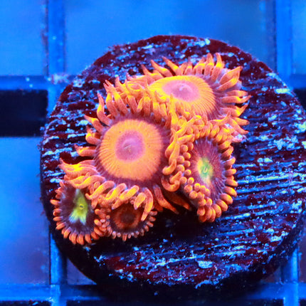 Orange Oxide Zoa