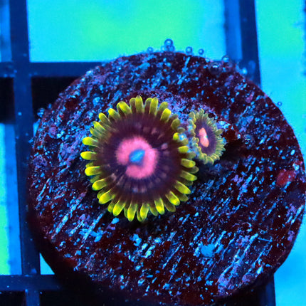 CC Scarlet Fever Zoa