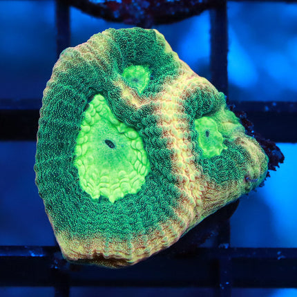 Prism Favia