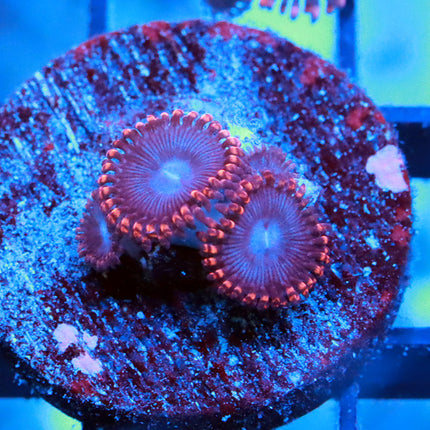 Spiderman Zoa