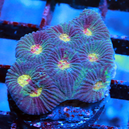 POTO Rainbow Camo Favia