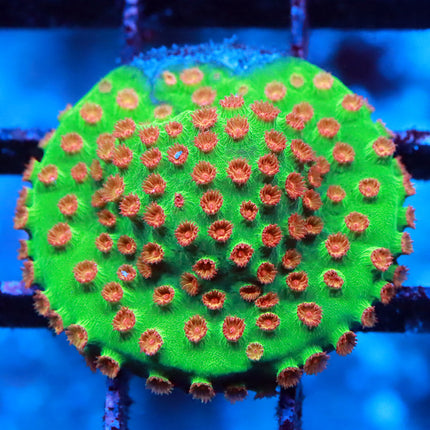Jingle bells Cyphastrea