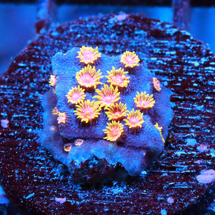 Bizzaro Cyphastrea