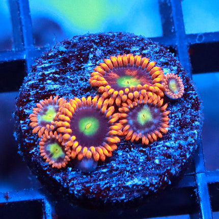 POTO Orange Fire Zoa