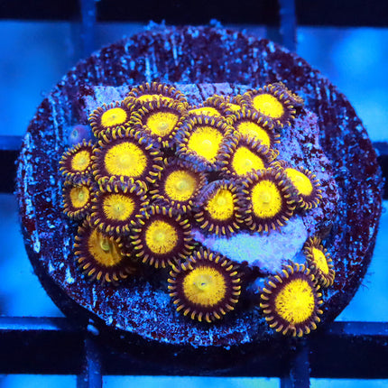 King Midas Zoa