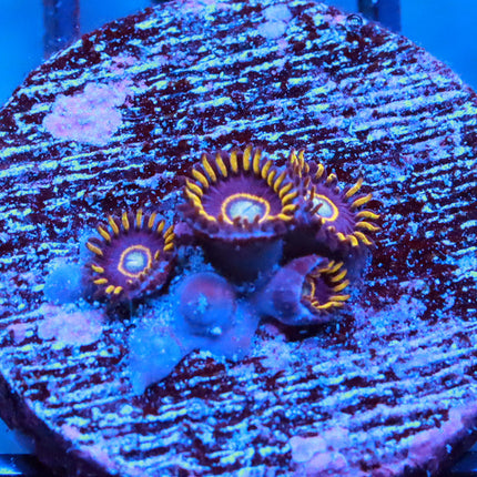 Blue Hornet Zoa