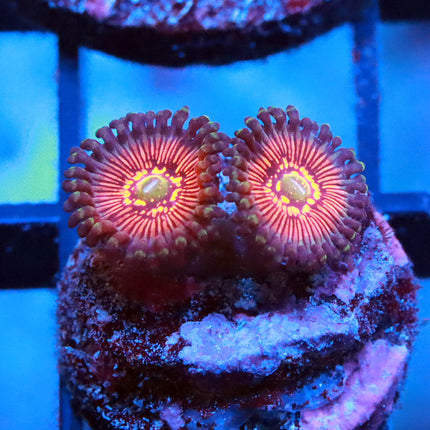 Night Crawler Zoa