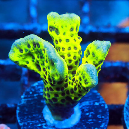 Neon Spongodes