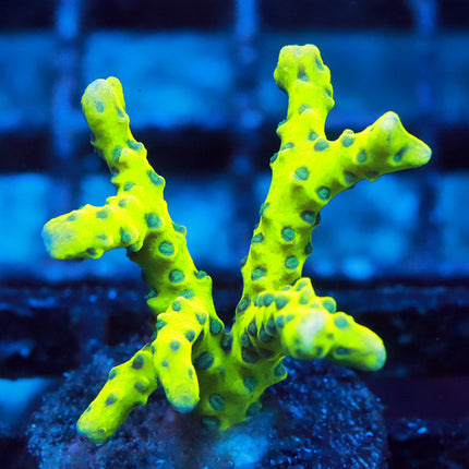 Green Goblin Anacropora