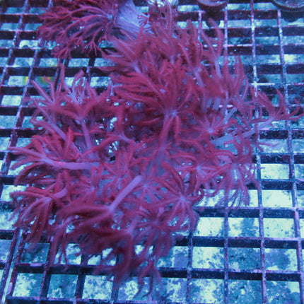 Red Xenia