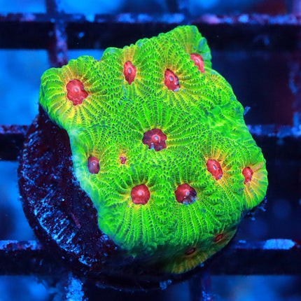 UC Facination Favia