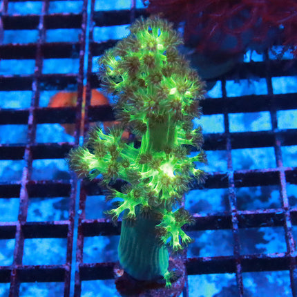 Neon Kenya Tree