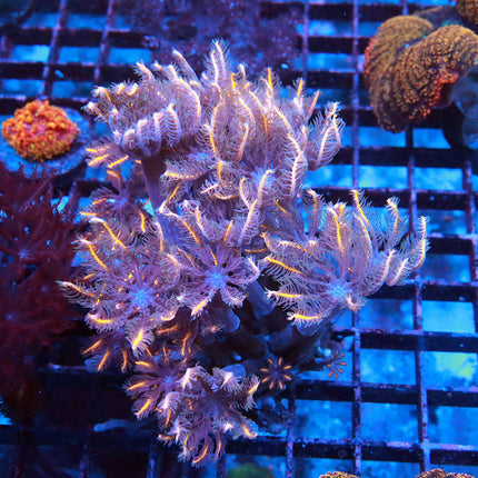 POTO Orange Clove Polyps