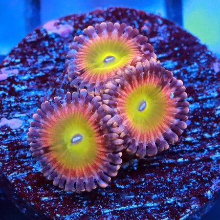 Saturn Rings Zoa