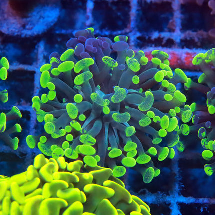 Neon Blotchy Branching Hammer