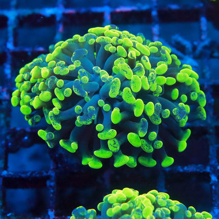 Neon Blotchy Branching Hammer