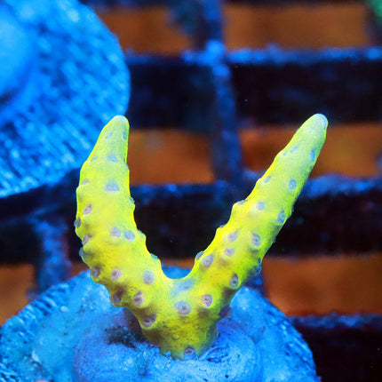 Goldenrod Anacropora