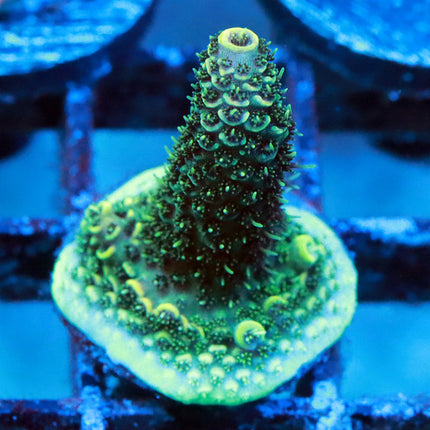 POTO Caramel Cream Millie