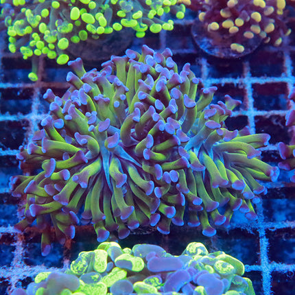 Bi-Color Branching Hammer