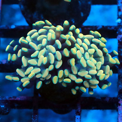 POTO Golden Rainbow Branching Hammer