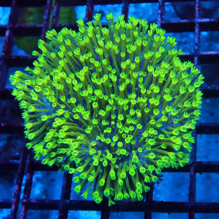 POTO Neon Polyp Leather