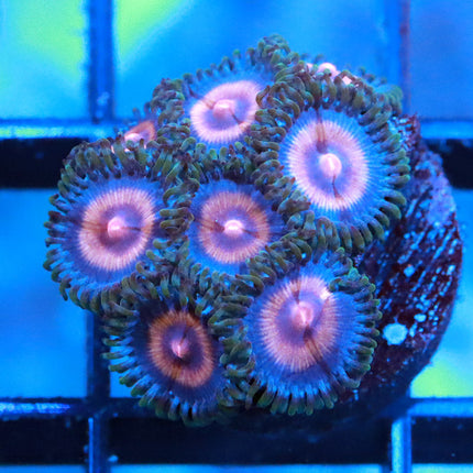 JF Punch Drunk Zoa