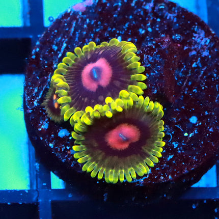 CC Scarlet Fever Zoa