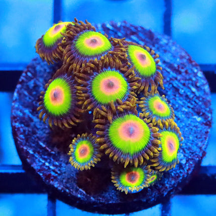Rasta Zoa