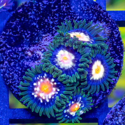 JF Star Glazer Zoa