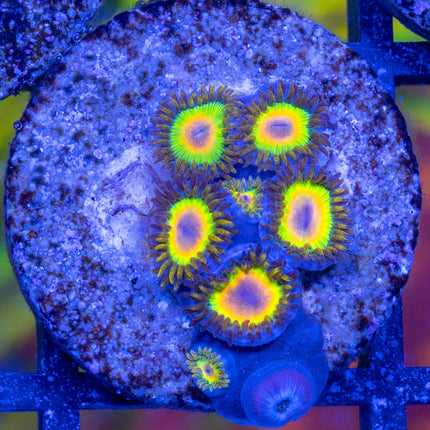 Rasta Zoa