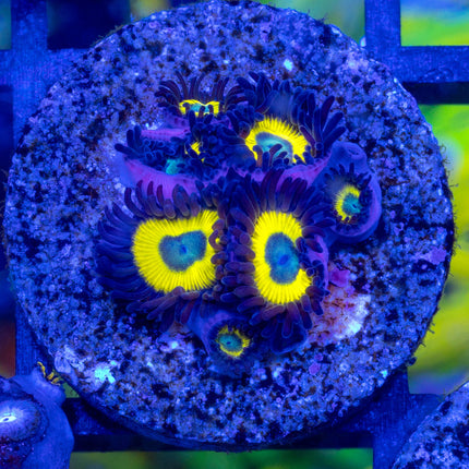 BellaDonna Zoa