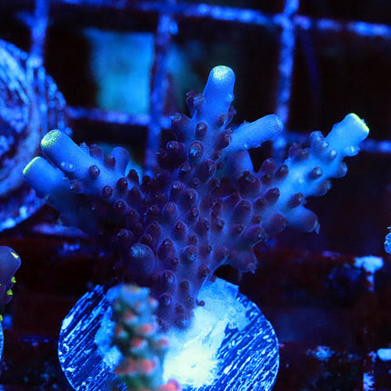 POTO Blue Monster