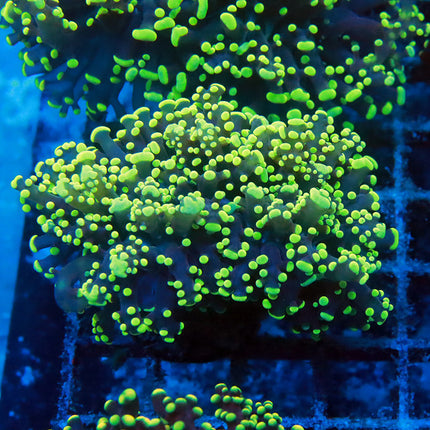 Neon Octospawn