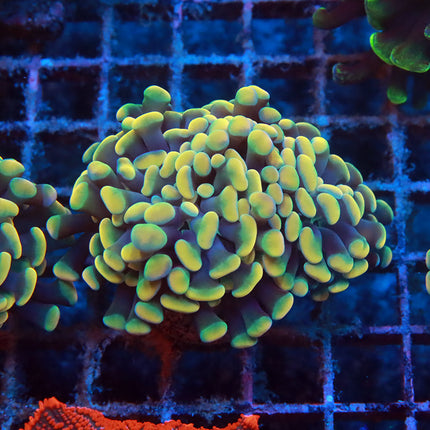 Malaysian Rainbow Hammer
