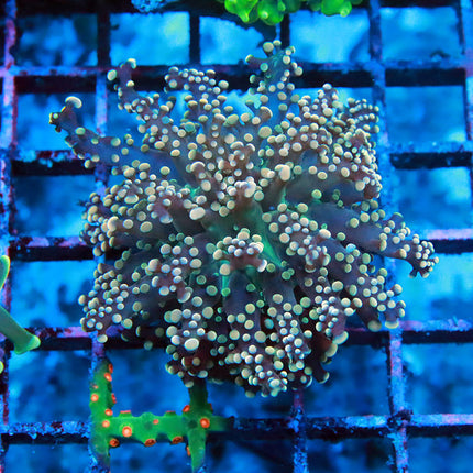 Peach Rainbow Octospawn
