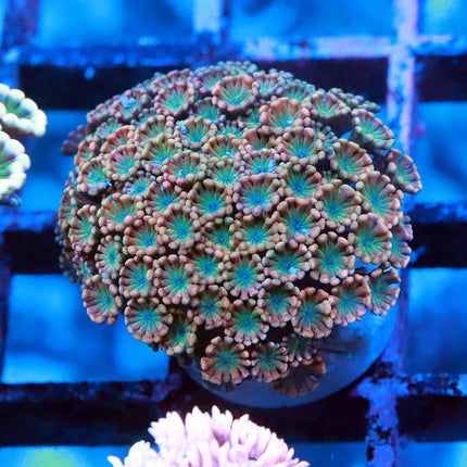 POTO Aquaman Alveopora