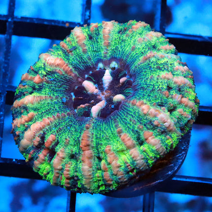 Rainbow Button Scoly