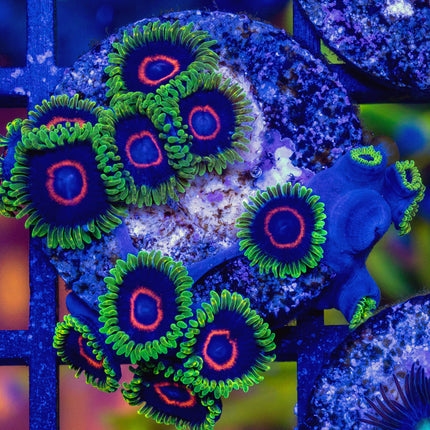 WWC Purple Heart Ring Zoa